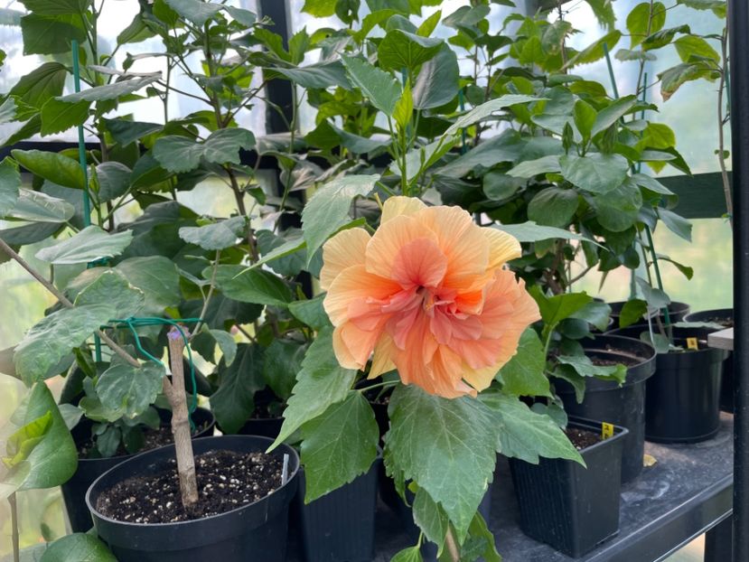  - Clasici - Apricot Dublu și Alb Dublu