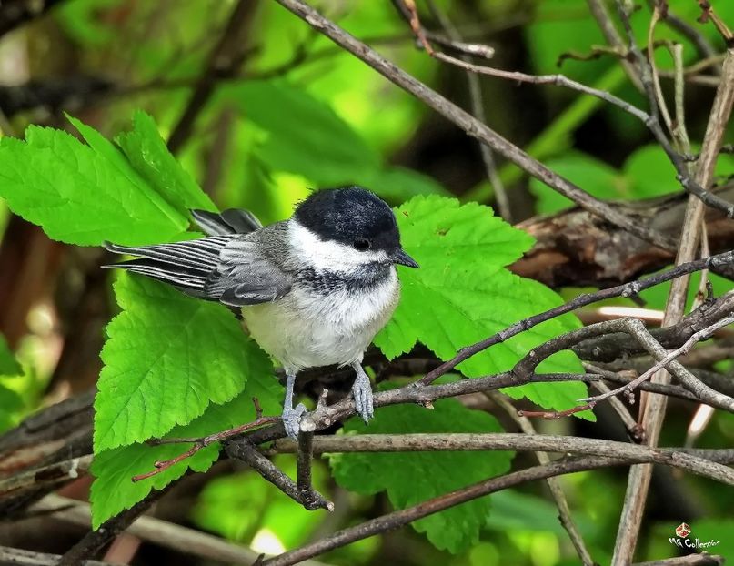 Sweet Birdie 1 - C - BIRDS - Pasari