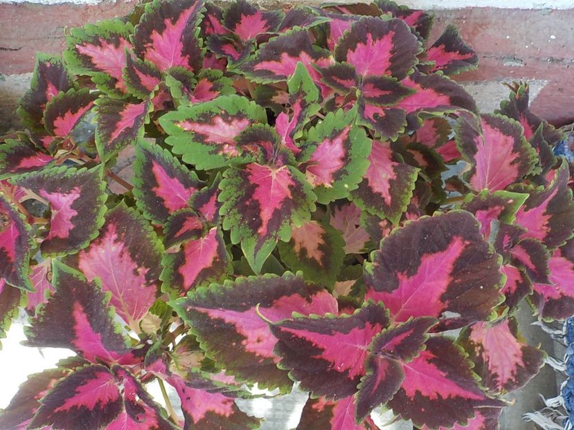 - coleus