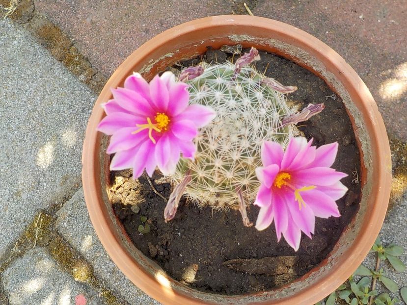  - mammillaria spinosisima
