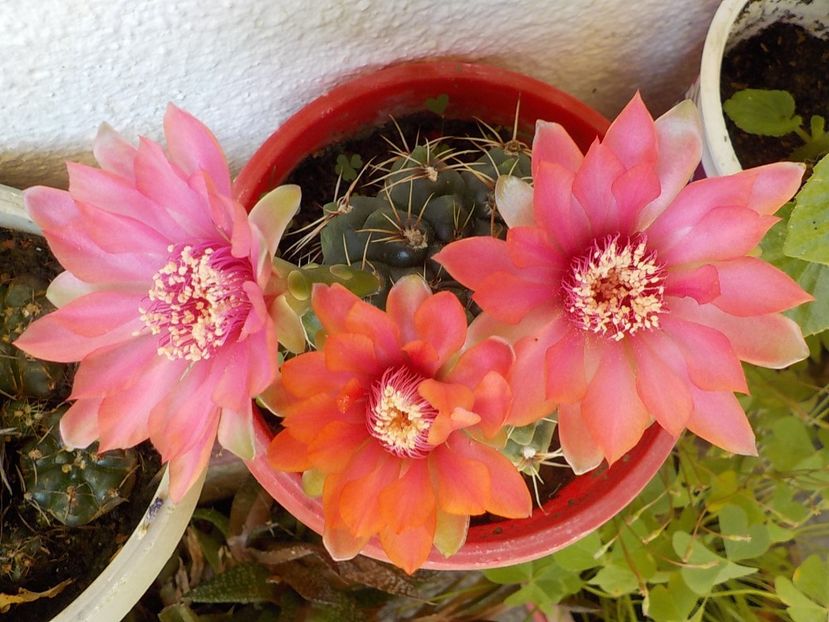  - gymnocalicium horstii