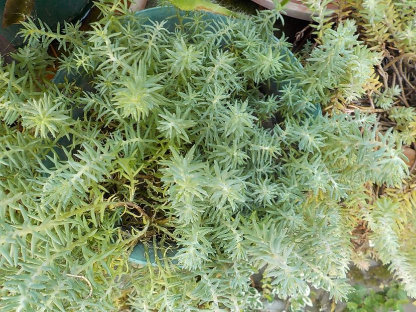  - Genul Sedum