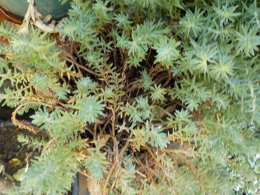  - Genul Sedum