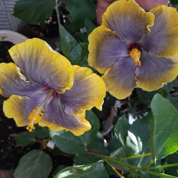 07.07.2025 - HIBISCUSI 2025-3