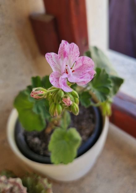 Mosaic Pink - Muscate 2025