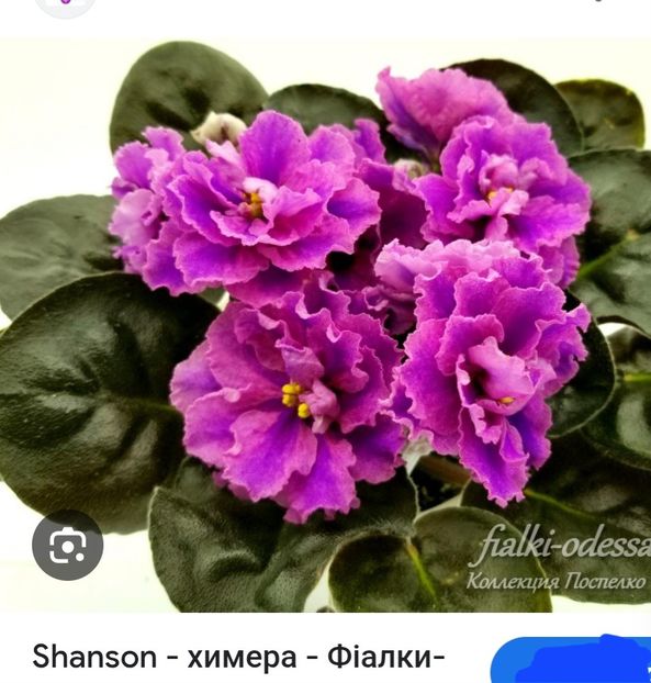 Poză net - Shanson -Chimera-