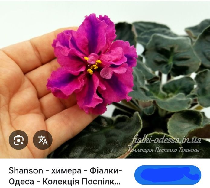 Poză net - Shanson -Chimera-