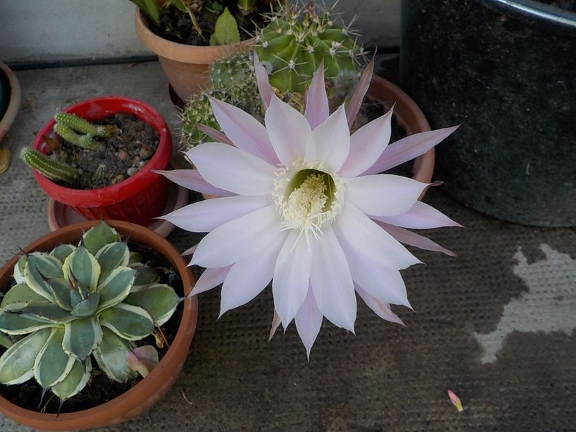  - echinopsis oxygona