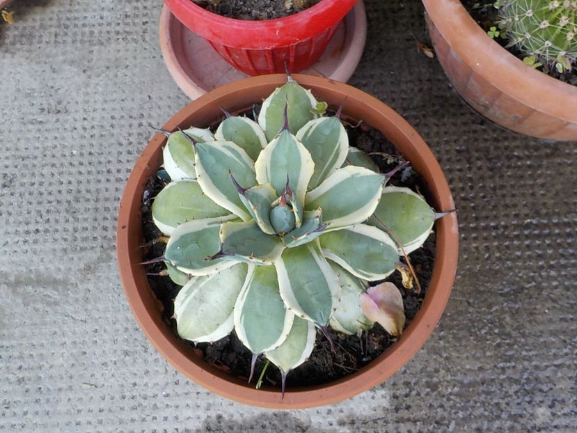  - Genul Agave