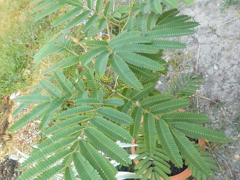  - albitzia jullibisprinum