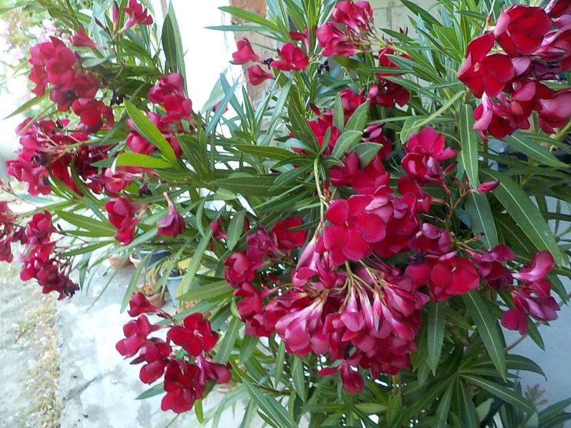  - barsonyos mely bordo- nr 2
