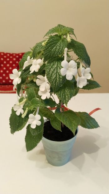  - 2025-GRANDIFLORA ALBA