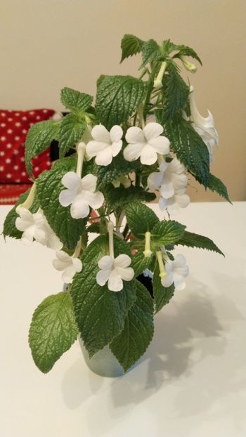  - 2025-GRANDIFLORA ALBA