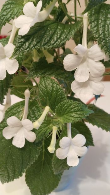  - 2025-GRANDIFLORA ALBA