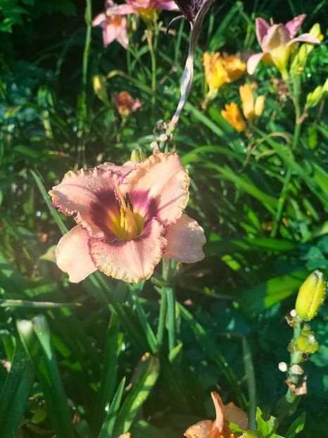 IMG20250708081015 - Anul 2025