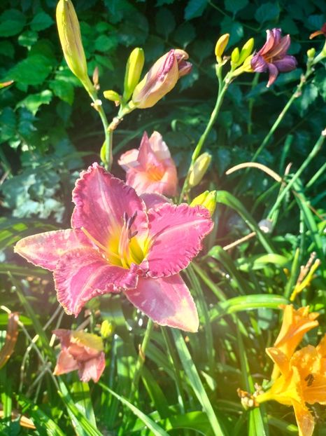 IMG20250708080950 - Anul 2025