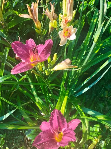 IMG20250708080935 - Anul 2025