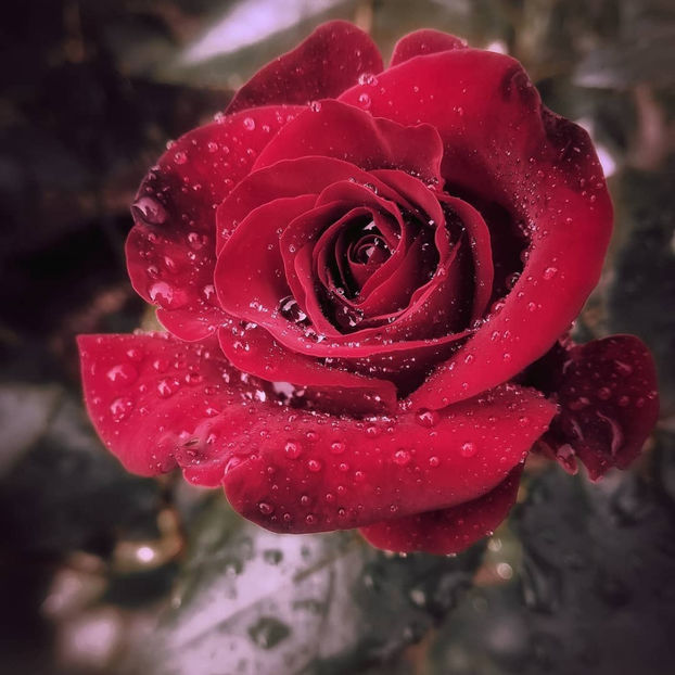 Admiral (tufa) 40 lei - Toamna 2025