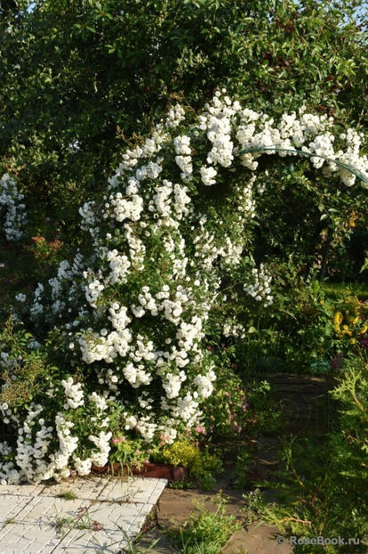 Alba Meidiland (urcator) 60 lei - Primavara 2026