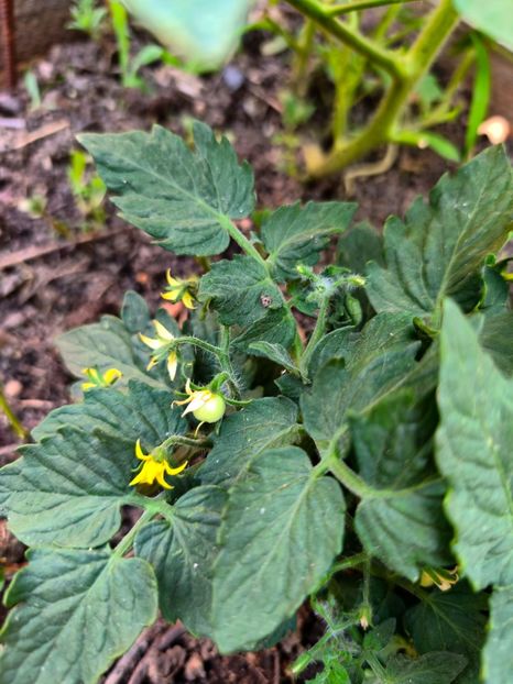  - Flori 2025 partea a doua