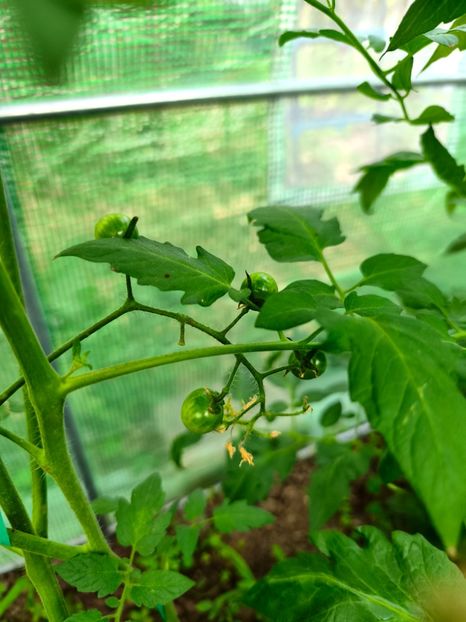  - Flori 2025 partea a doua