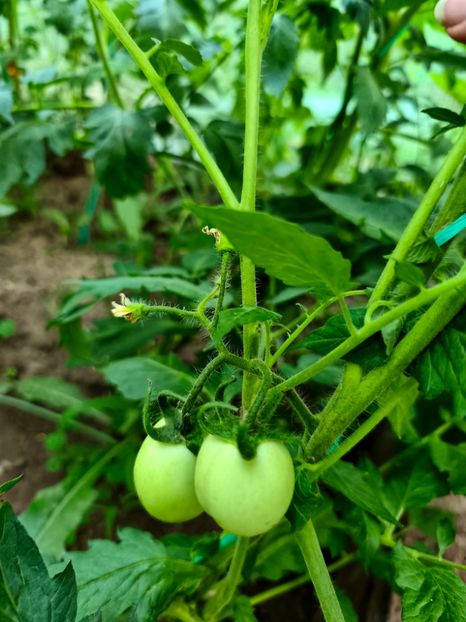  - Flori 2025 partea a doua