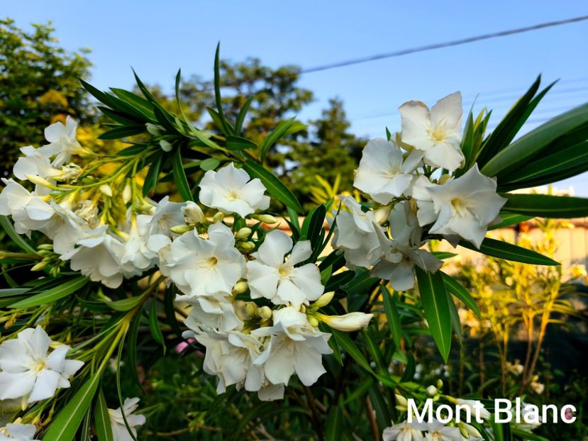  - Flori 2025 partea a doua