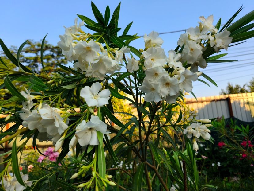  - Flori 2025 partea a doua