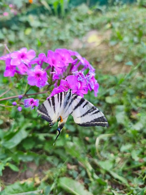  - Flori 2025 partea a doua