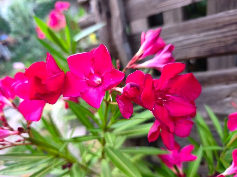  - Flori 2025 partea a doua