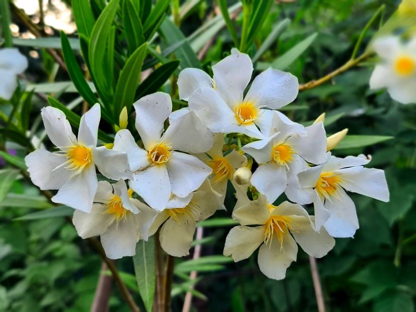  - Flori 2025 partea a doua