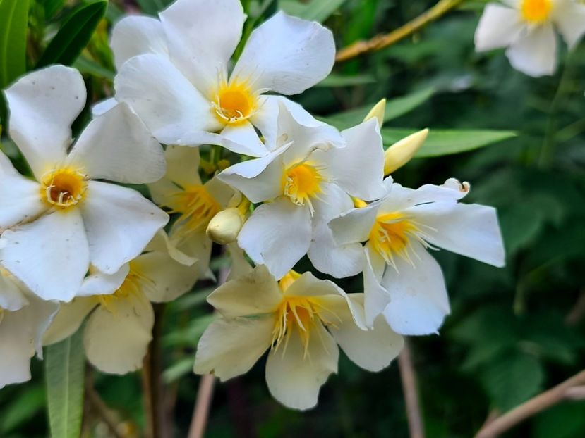  - Flori 2025 partea a doua