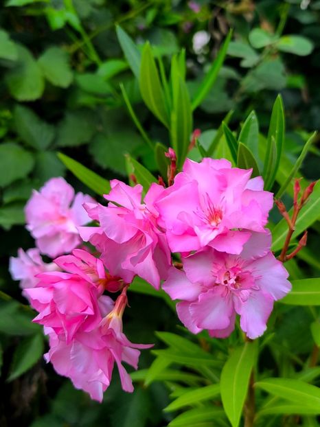  - Flori 2025 partea a doua