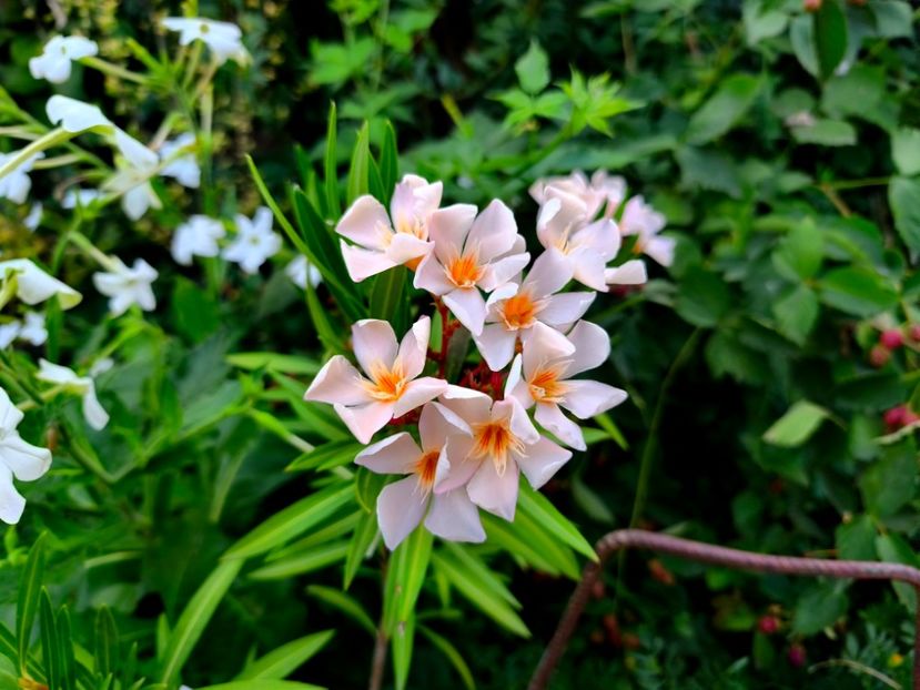  - Flori 2025 partea a doua