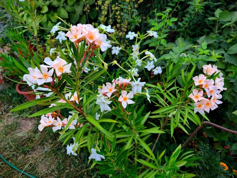  - Flori 2025 partea a doua