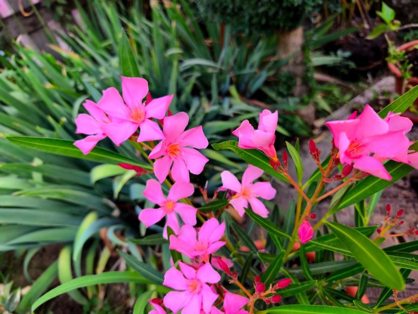  - Flori 2025 partea a doua