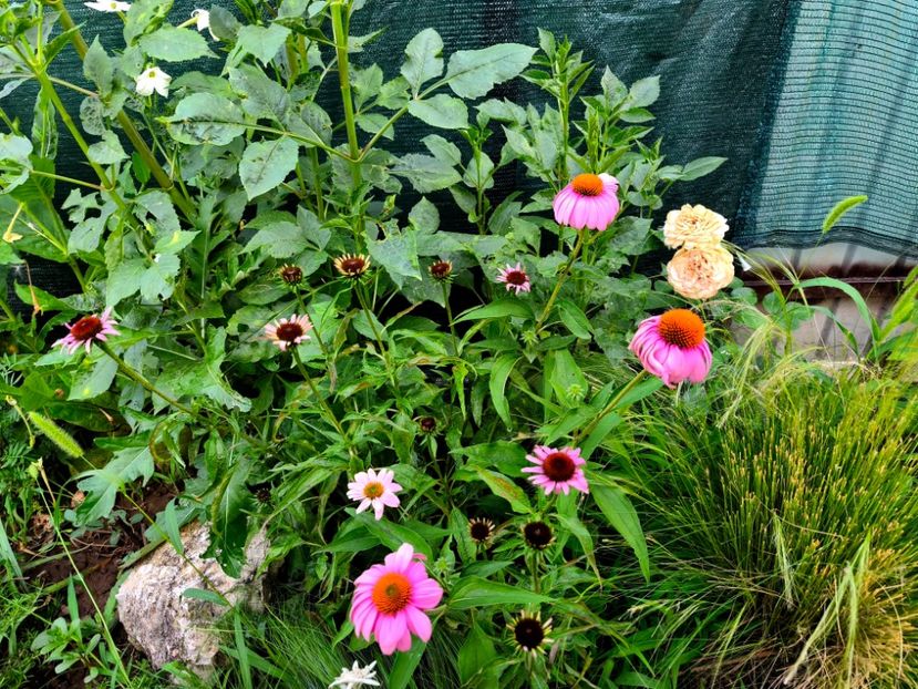  - Flori 2025 partea a doua