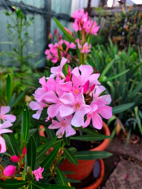  - Flori 2025 partea a doua