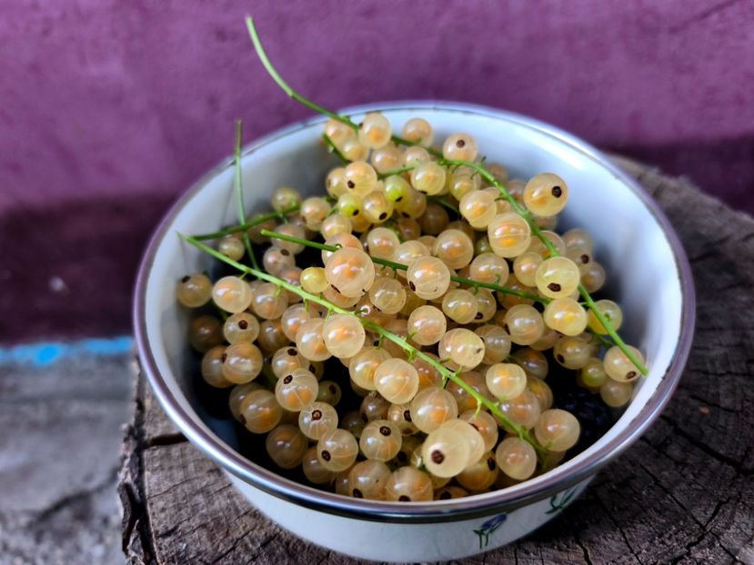  - Flori 2025 partea a doua