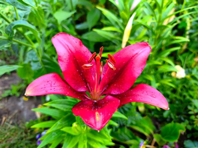  - Flori 2025 partea a doua