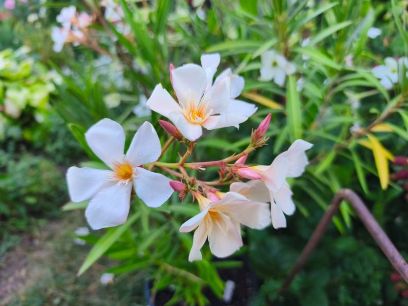  - Flori 2025 partea a doua