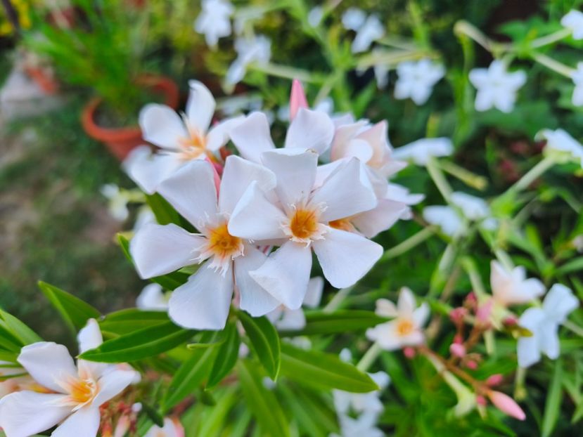  - Flori 2025 partea a doua