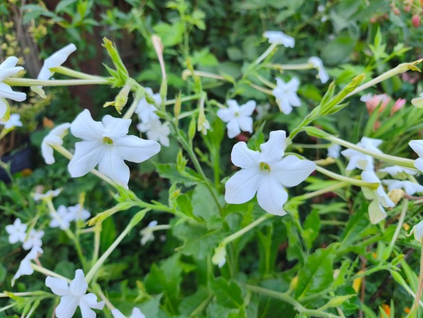  - Flori 2025 partea a doua