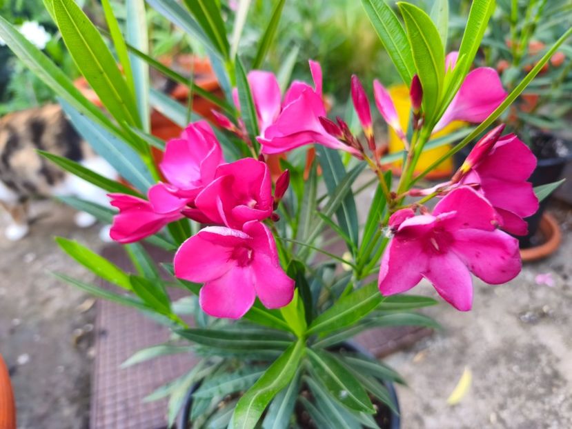  - Flori 2025 partea a doua