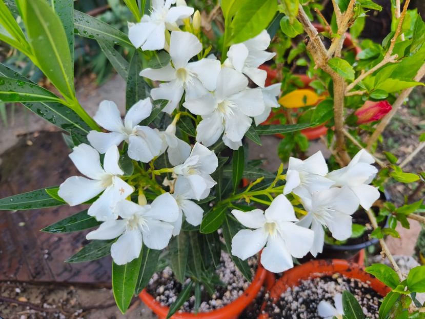  - Flori 2025 partea a doua