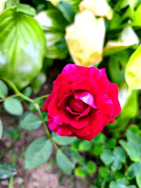  - Flori 2025 partea a doua