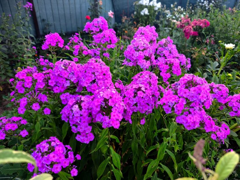  - Flori 2025 partea a doua