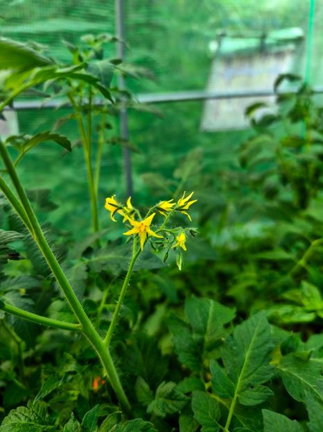  - Flori 2025 partea a doua