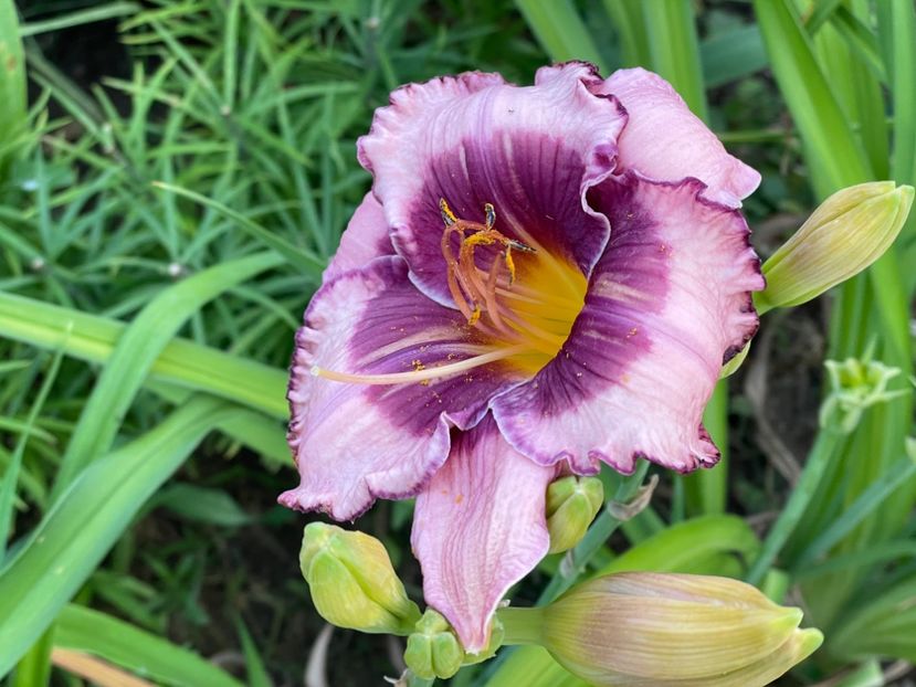  - 0009 Hemerocalisi 2023 - 2024 -2025