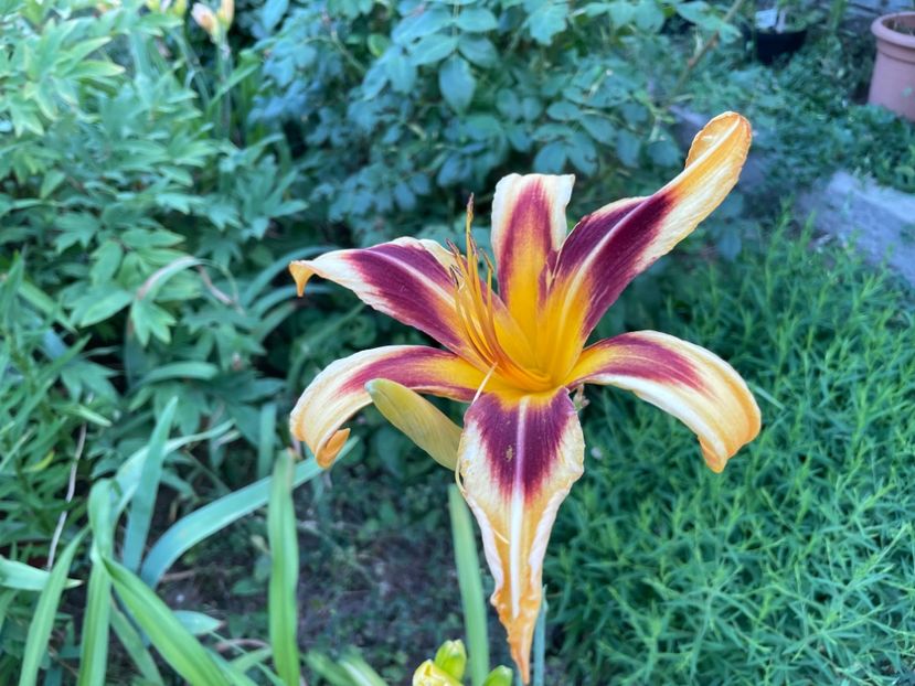  - 0009 Hemerocalisi 2023 - 2024 -2025